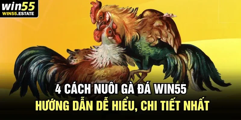 4 cách nuôi gà đá đã được Win55 chia sẻ