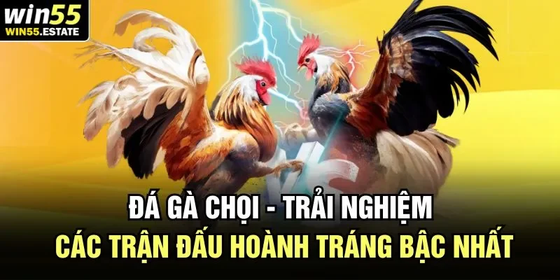 nhận định đá gà chọi là hành trình trải nghiệm