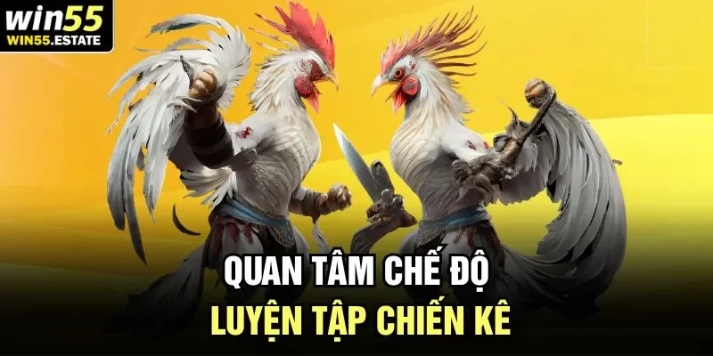 Quan tâm chế độ luyện tập chiến kê